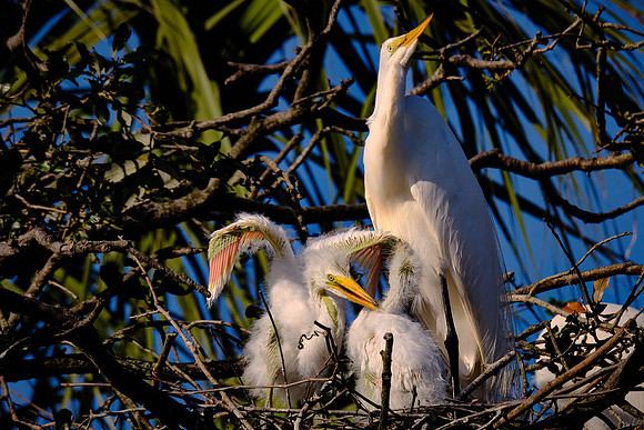 Great Egret