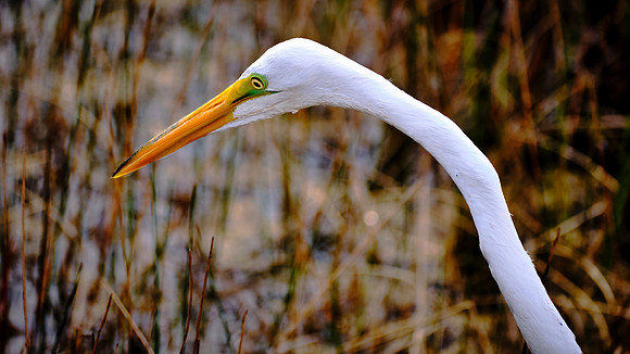 Great Egret, Mahogany Hammock, Everglades National Park