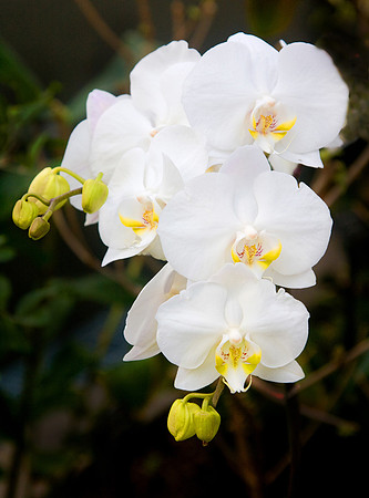 Daniel Stowe Botanical Gardens