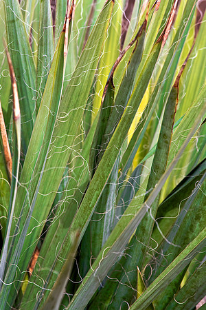 Daniel Stowe Botanical Gardens