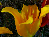 2008 February - Flowers