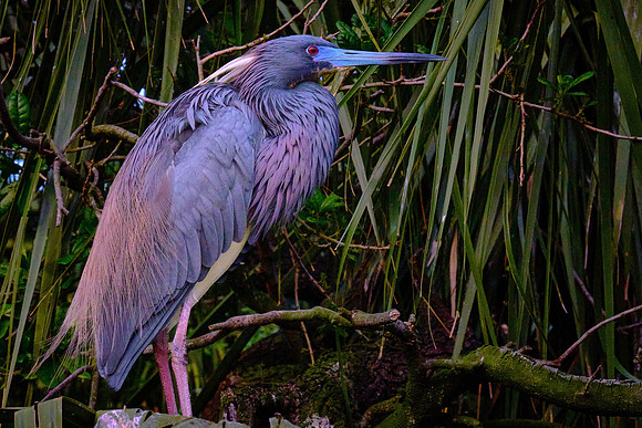 Tricolored Heron