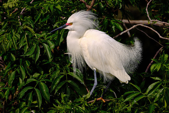 Snowy Egret