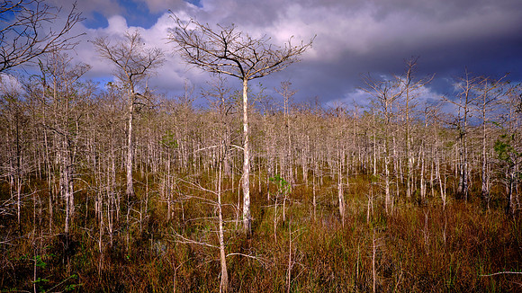 Cypress Forest, Freshwater Marl Prairie, Everglades National Park