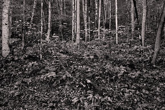Straight Fork - Raven Fork, GSMNP
