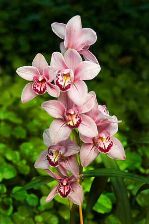 Daniel Stowe Botanical Gardens