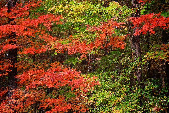 Lake Norman State Park - Fall Color