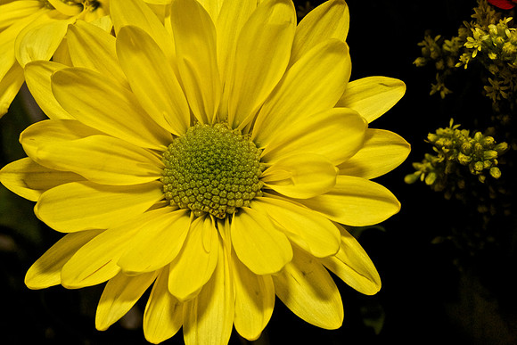 Andrea's Flowers, Herndon, VA