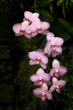Daniel Stowe Botanical Gardens