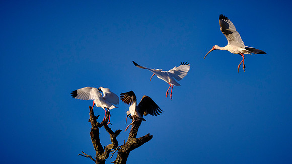 White Ibis, Alligator Farm Zoological Park, St. Augustine, Florida