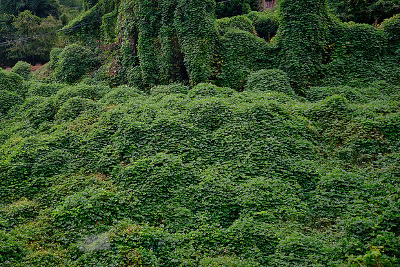 Kudzu from The Great Smoky Mountains Railroad train.