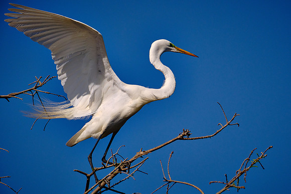 Great Egret