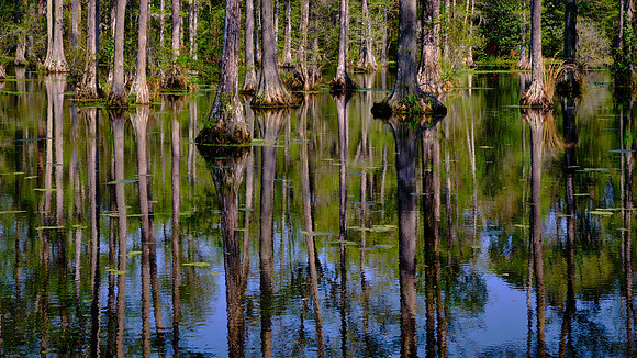Cypress Gardens, Moncks Corner, SC