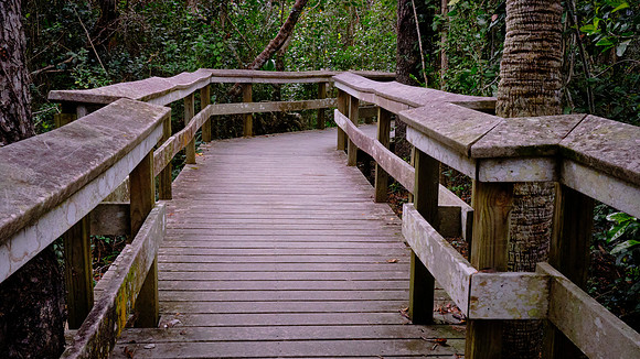 Mahogany Hammock, Everglades National Park