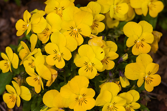 Daniel Stowe Botanical Gardens