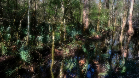 Francis Beidler Forest Audubon Center & Sanctuary