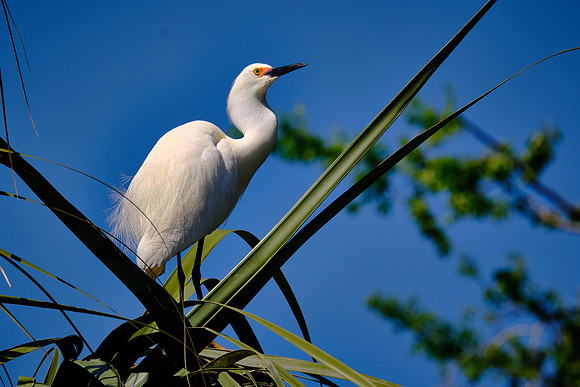 Snowy Egret