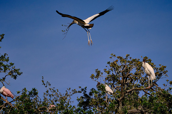 Wood Stork