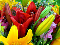 2008 February - Flowers
