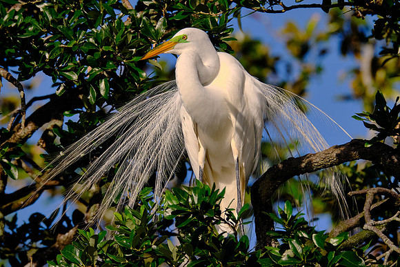 Great Egret