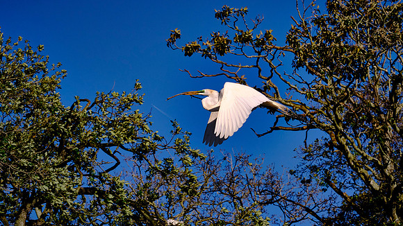 Great Egret, Alligator Farm Zoological Park, St. Augustine, Florida