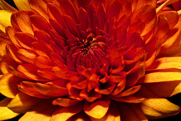 Andrea's Flowers, Herndon, VA