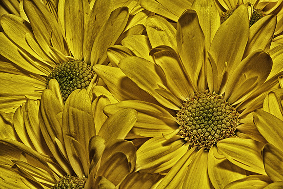 Andrea's Flowers, Herndon, VA