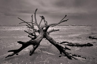 2022 Aug - A Few Old Trees in B&W