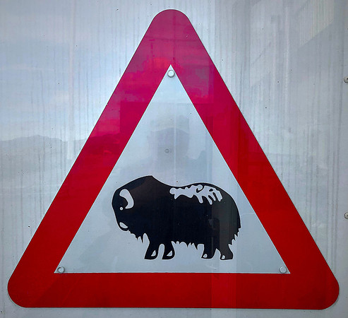 We did see muskox on the alluvial plain, but at a distance of about 12 miles.