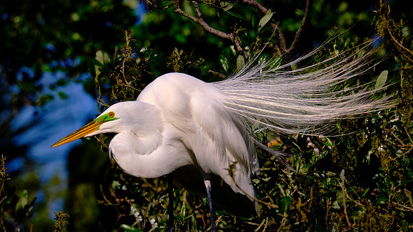 Great Egret, Alligator Farm Zoological Park, St. Augustine, Florida