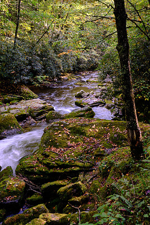 Straight Fork - Raven Fork, GSMNP