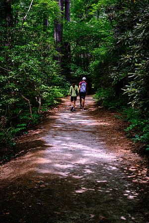 On the trail to Glen Falls, Highlands, NC