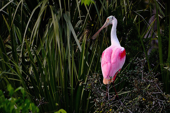 Roseate Spoonbill