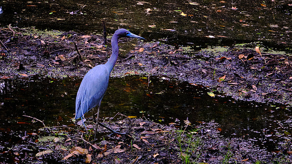 Little Blue Heron, Magnolia Plantation, Charleston, SC
