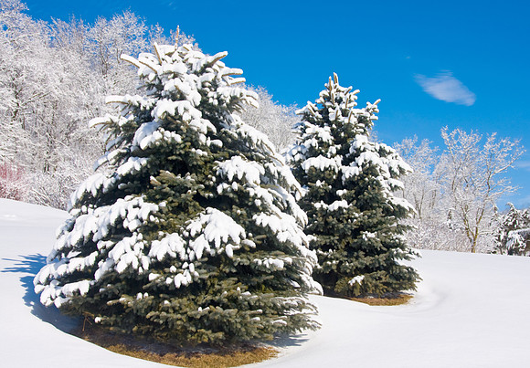 Galena Snow