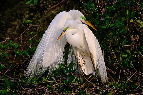 Great Egret