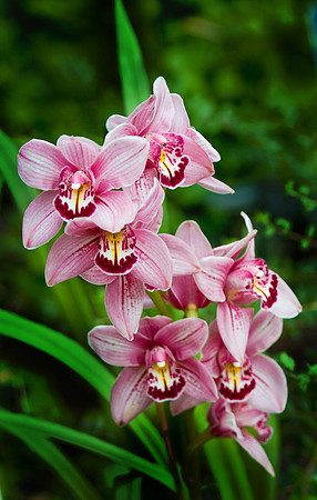 Daniel Stowe Botanical Gardens