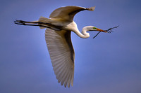 2025 Mar - Alligator Farm Birds, FL