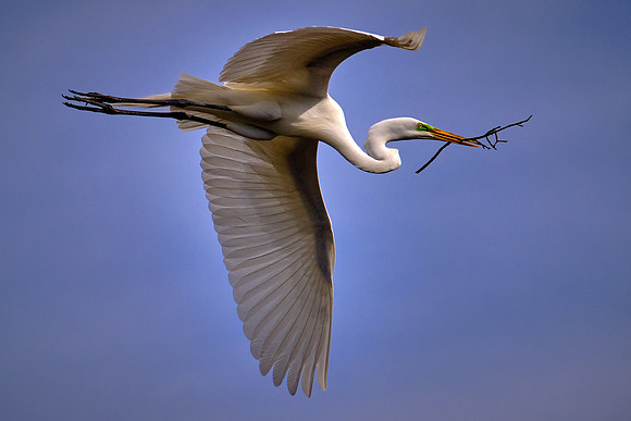 Great Egret