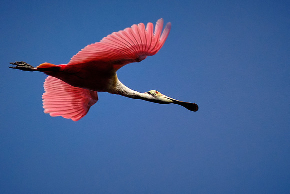 Roseate Spoonbill