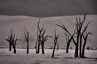2022 Aug - A Few Old Trees in B&W
