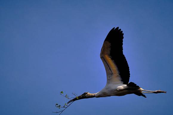 Wood Stork