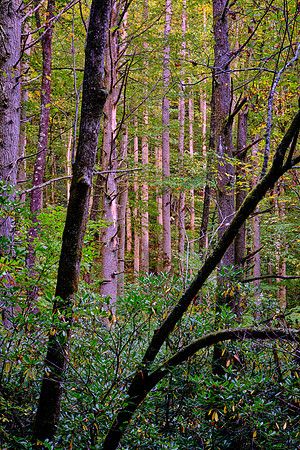 Straight Fork - Raven Fork, GSMNP