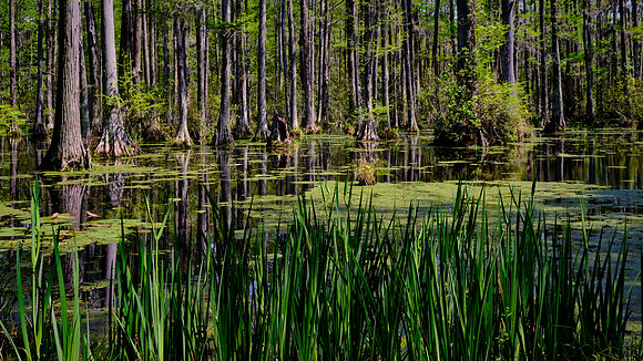 Cypress Gardens, Moncks Corner, SC