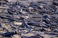 2025 Aug - Galapagos Islands, Ecuador