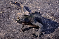 2025 Aug - Galapagos Islands, Ecuador