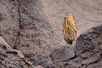 2025 Aug - Galapagos Islands, Ecuador