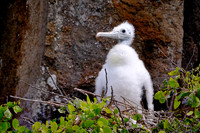 2025 Aug - Galapagos Islands, Ecuador