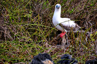 2025 Aug - Galapagos Islands, Ecuador