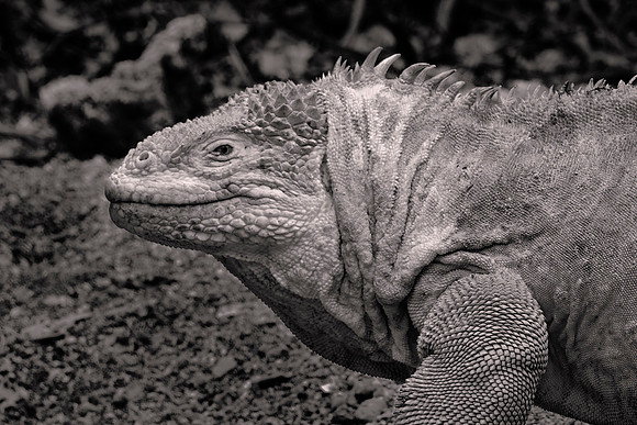 Galápagos Islands, Ecuador